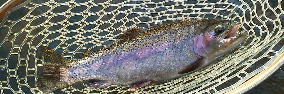 Ohiopyle Fly Fishing | Youghiogheny River | Fly Shop, Guides - 1200 x 400 jpeg 161kB