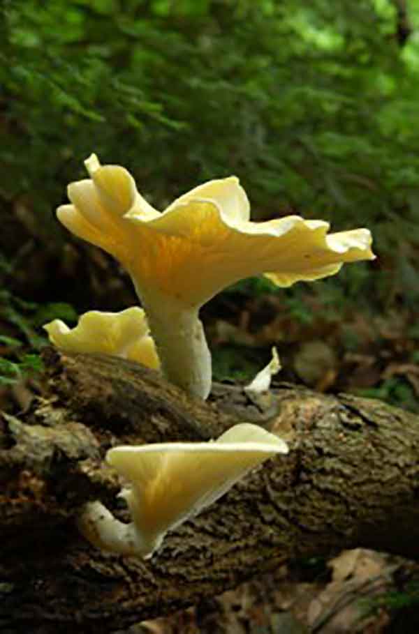 Great Allegheny Passage Mushrooms 