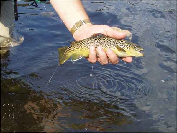Brown Trout on Meadow Run