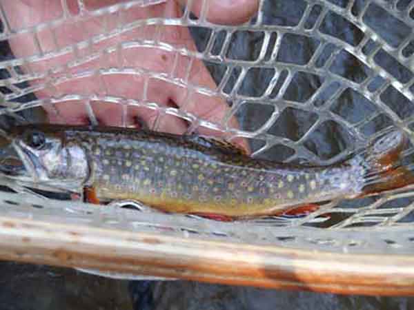 Maryland Trout fishing 