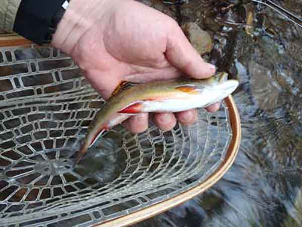 Beautiful trout caught on Quill Gordon 