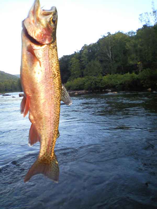 Yough rainbow trout