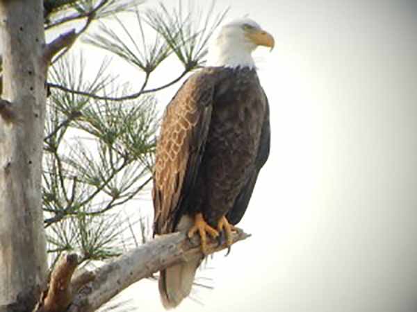 Blackwater wildlife refuge Bald Eagle