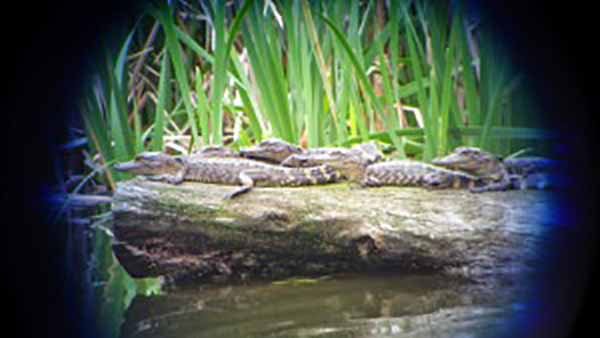 Baby alligators Harris Neck Refuge