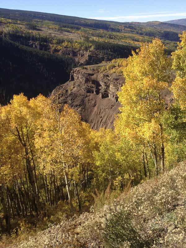 Colorado fall foliage Aspen Trees