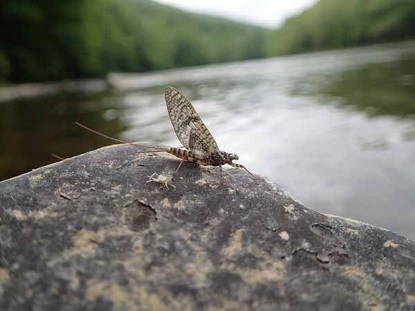 March Brown fly Youghiogheny river