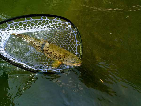 Yough River Brown trout July