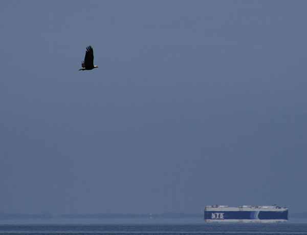 Bald Eagle chasing freighter