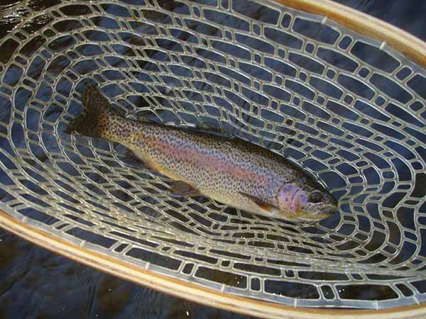 24+ Crystal River Colorado Fishing