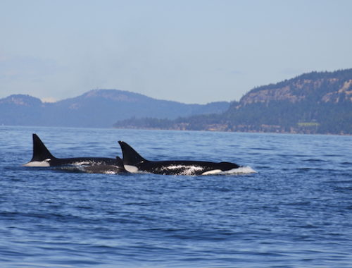 Orcas san juans island tour