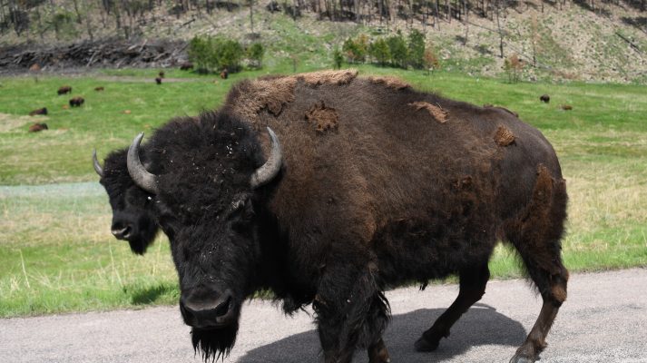 South Dakota American Buffalo