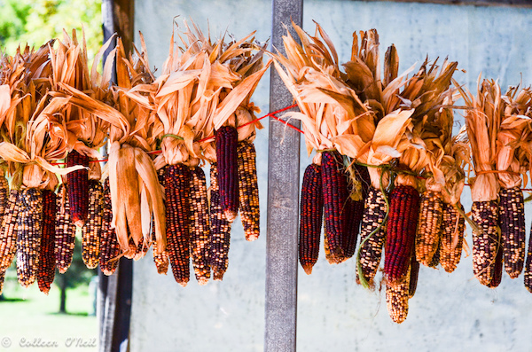 dried ears of corn