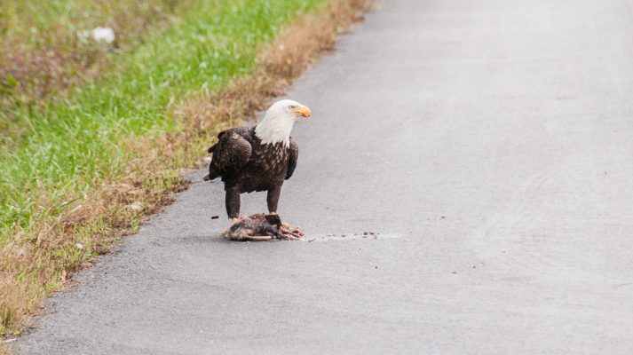 Chesapeake Bald Eagle