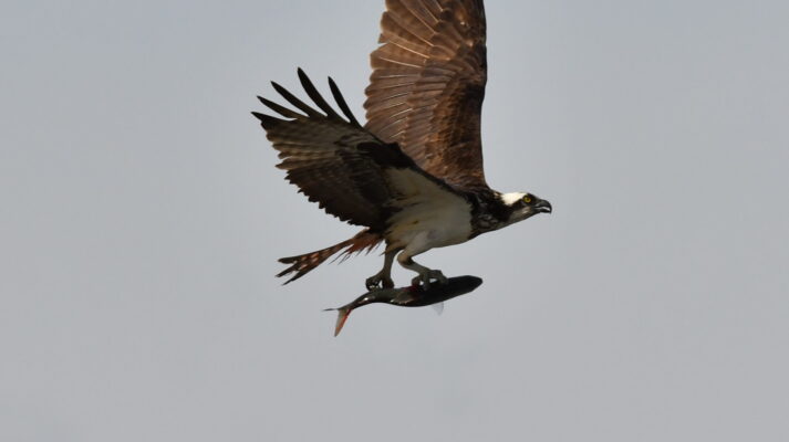 Chesapeake bird with catch