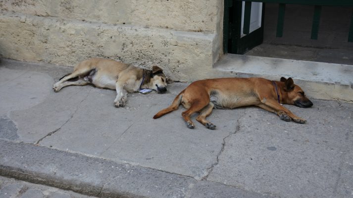 Cuba napping dogs
