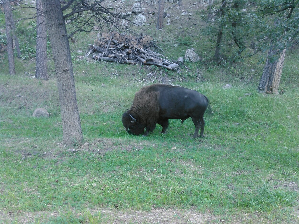 Buffalo on Wildlife Loop