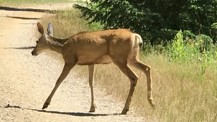 Idaho Deer