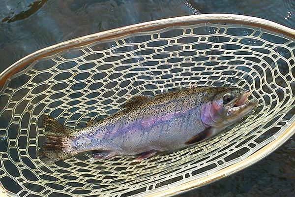 Fly Fishing Wading and Float Trip