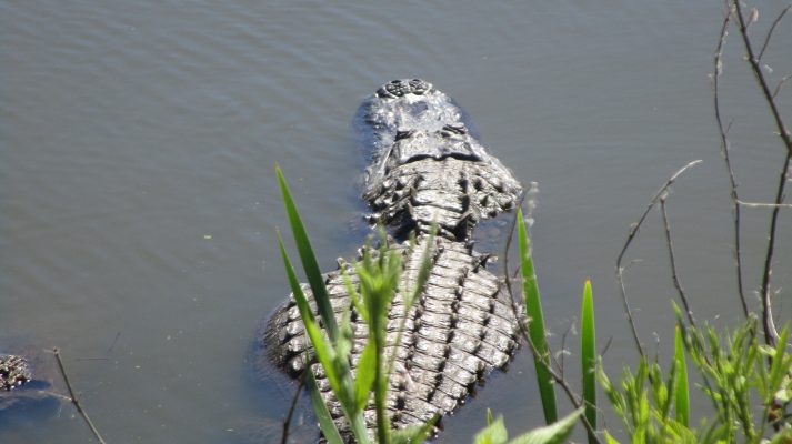Georgia Gold Coast alligator