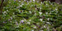 ohiopyle trilliums blooming