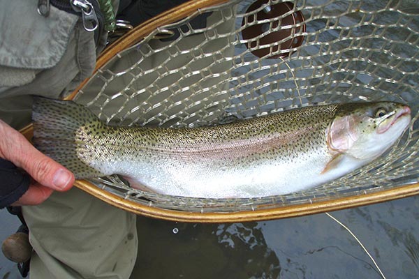 Fly Fishing Wading and Float Trip