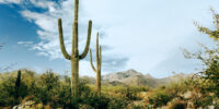 Sabino Canyon Cacti in Tucson