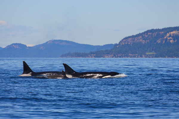 Orca whale watching excursion