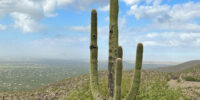 Closeup of a saguaro cactus with the landscape of Arizona in the background