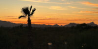 Sunset horizon in Arizona with a silhouetted palm tree in the foreground