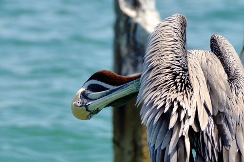 Pelican on Florida's Suncoast