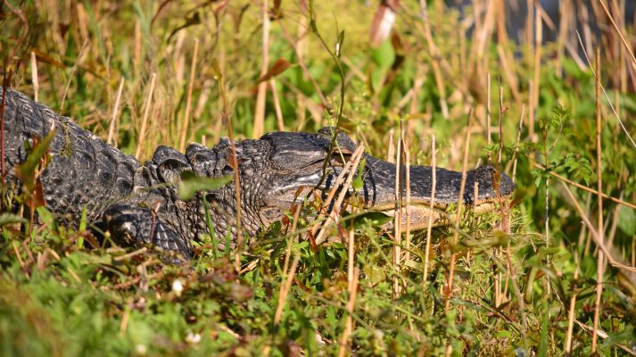 Georgia American Alligator