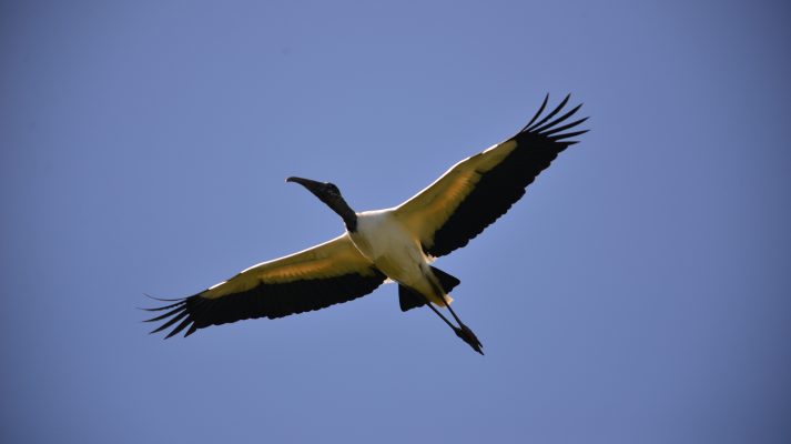 Georgia Gold Coast flying bird