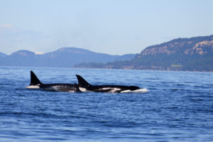 San Juan Islands Orca Whale Tour