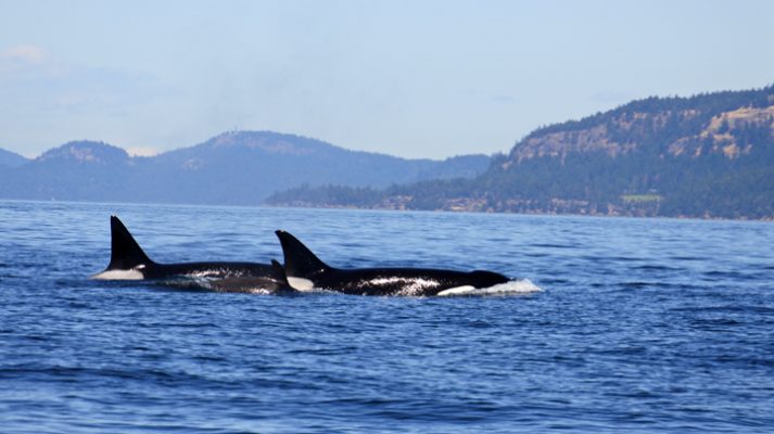 San Juan Islands Orca Whale Tour