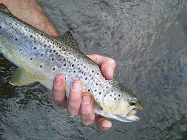 Ohiopyle fishing trout
